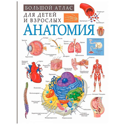 Анатомия Большой атлас для детей и взрослых АСТ 9785171326661 1
